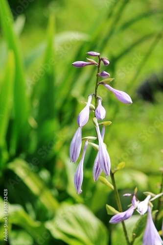 Wallpaper Mural lily of the valley Torontodigital.ca