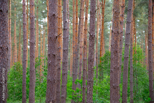 Waldkiefern  Pinus sylvestris  M  ritz  Deutschland  Europa