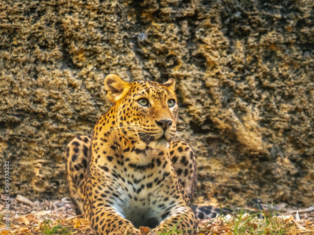 Obraz premium Close up on the head of a jaguar