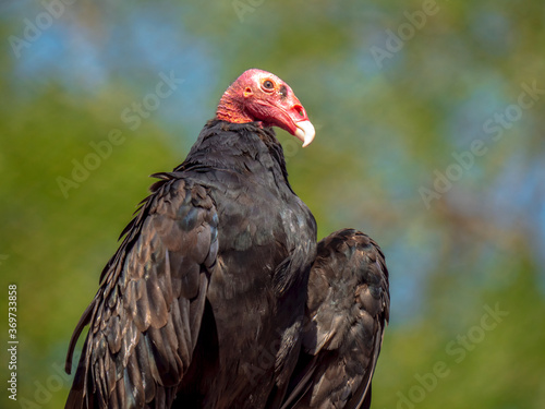 Close up on a red headed vulture