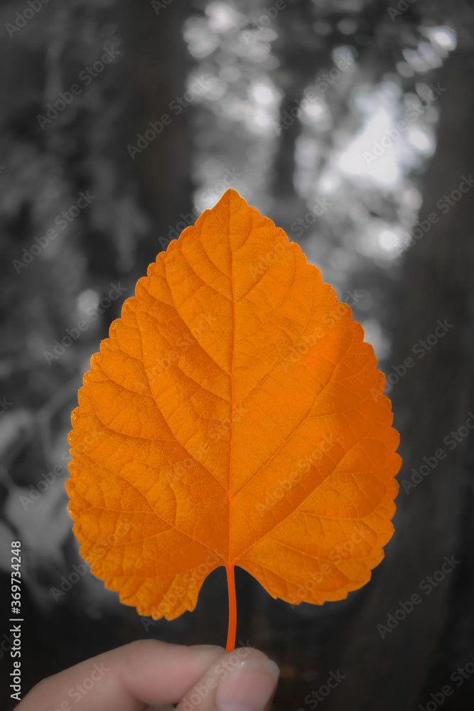 autumn leaf in hand autumn leaf in hand
