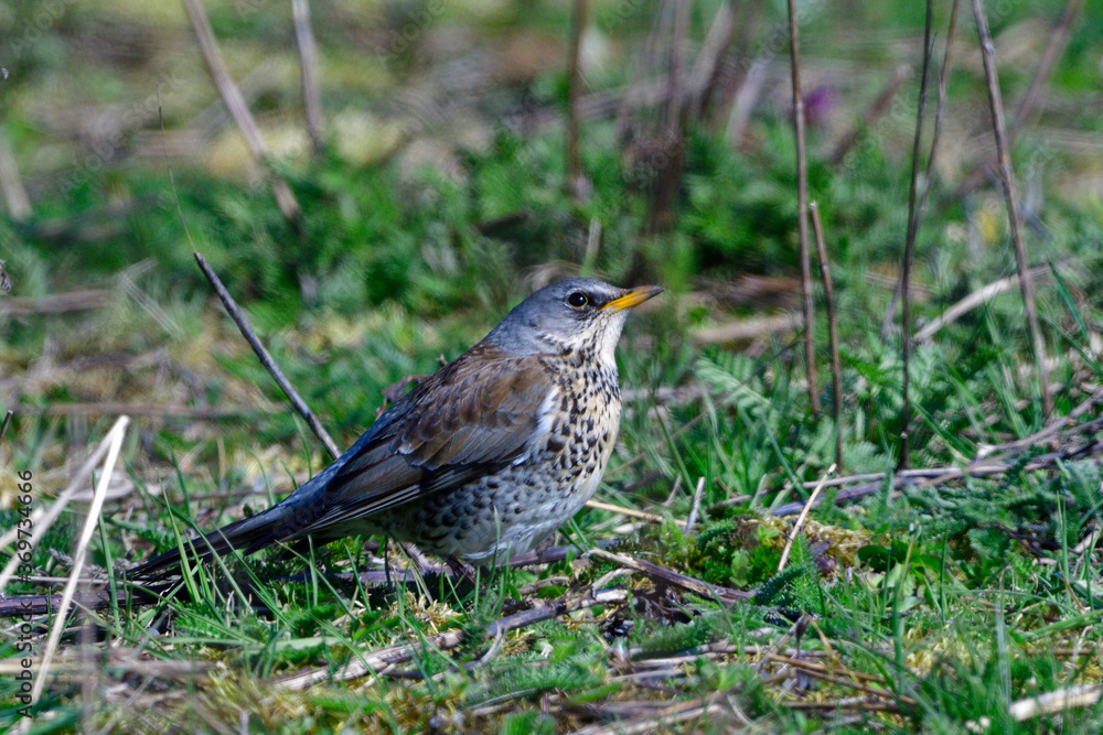 Wacholderdrossel ( Turdus pilaris ) im Frühjahr Wacholderdrossel ( Turdus pilaris ) im Frühjahr