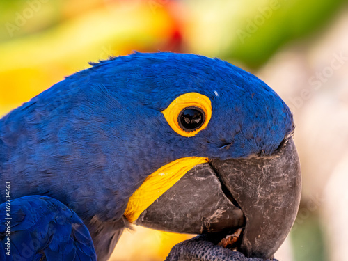 Close up on the head of a hyacinth macaw photo