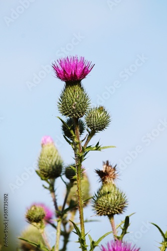 thistle flower on blue sky background