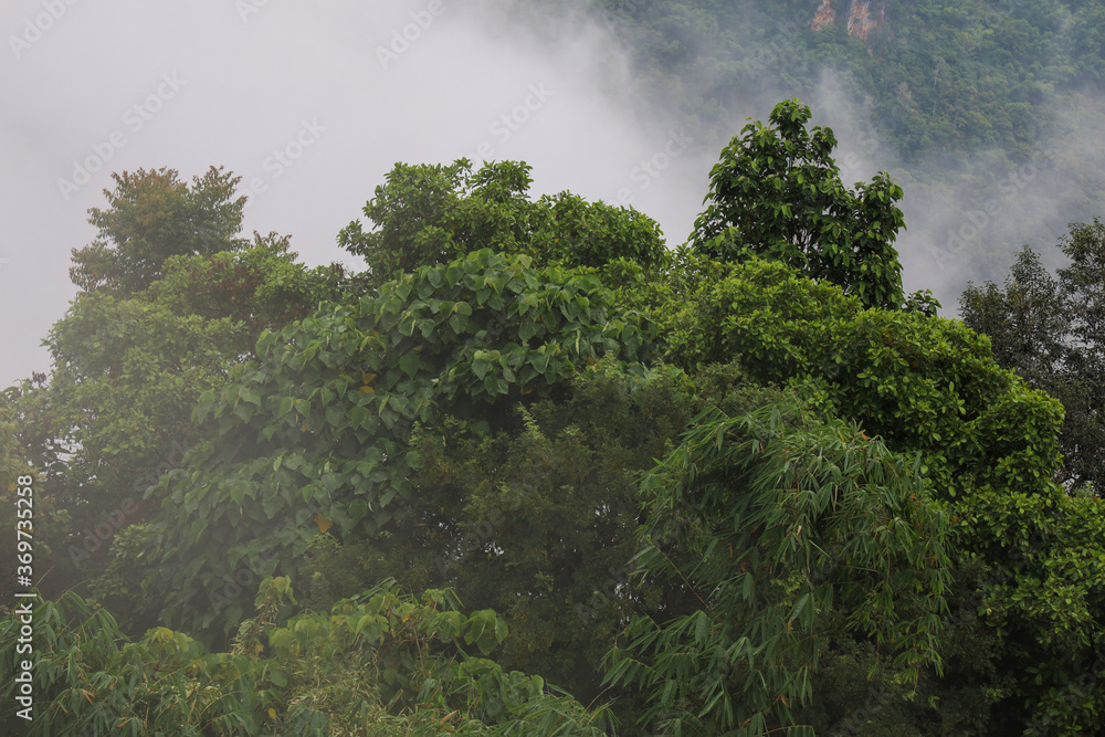 View of fog in forest on top tree in mountain at thailand