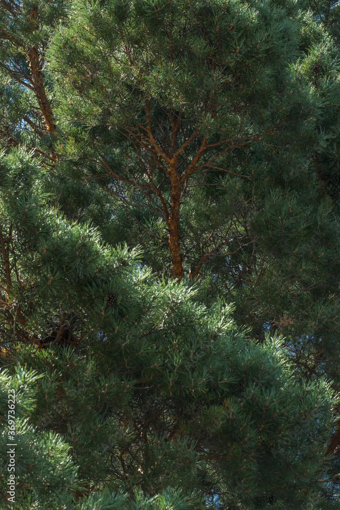 Pine branches intertwine and form a beautiful pattern. Photo of coniferous trees in summer. Pine branches intertwine and form a beautiful pattern. Photo of coniferous trees in summer.