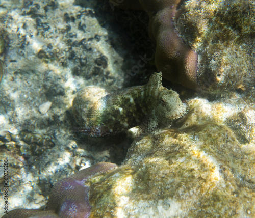 Wallpaper Mural A close up picture of a beautiful salarias fish Torontodigital.ca