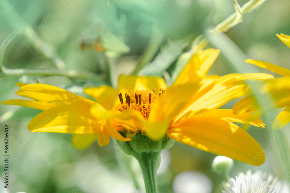 Fototapeta premium Yellow summer flower on a background of green herbs. Bokeh effect. Pastel image.