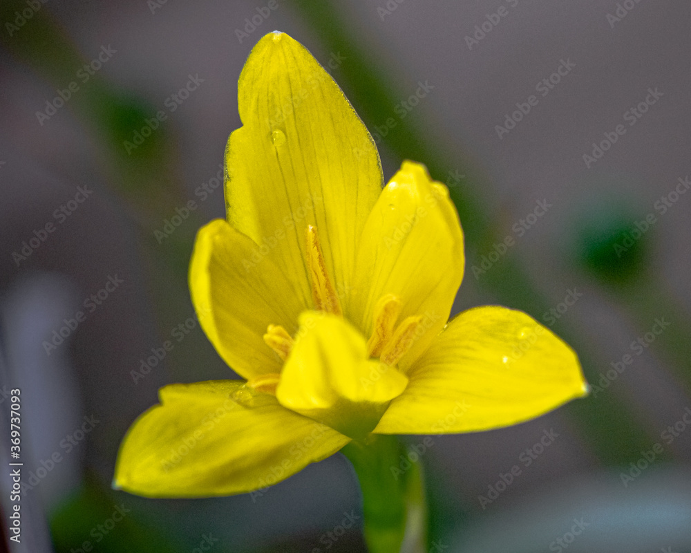 Fototapeta premium flor