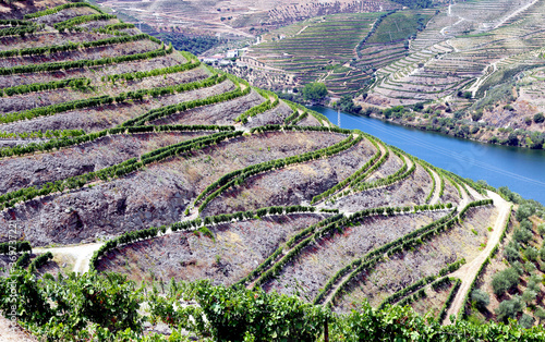 bela paisagem de vinhas no vale do rio Douro. photo