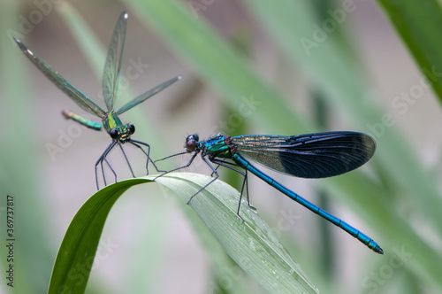 Beautiful damselflys Calopteryx splendens (female and male)  sits on a blade of grass in the river, flaps its wings and waits for prey. © NATALYA