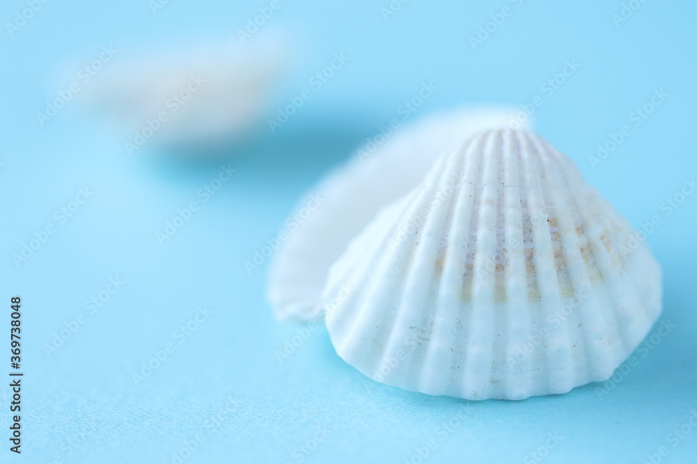 夏イメージ　貝殻の背景