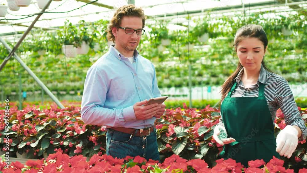 Handsome man and woman talking about work, standing in greenhouse among flowers. Manager advises employee and helps with work. Handsome man and woman talking about work, standing in greenhouse among flowers. Manager advises employee and helps with work.
