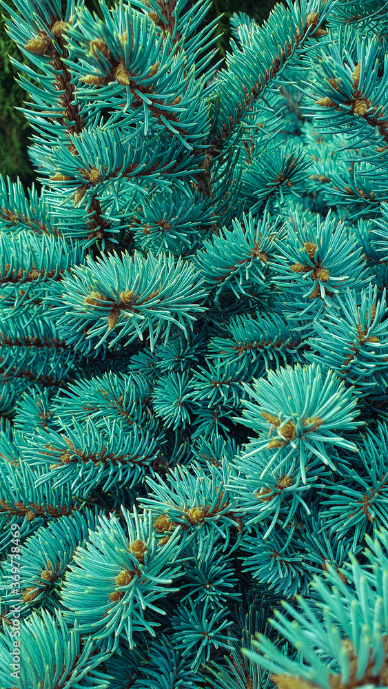 The branches of the blue spruce close-up, fir-tree background. Flat lay. Nature concept. Pine tree wallpaper. Copy space.