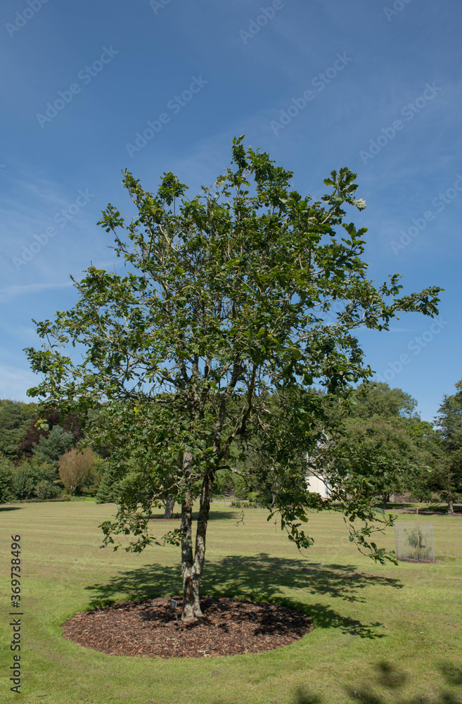 Obraz premium Summer Foliage of a Deciduous Sargent Oak Tree (Quercus x sargentii) Growing in a Garden in Rural Devon, England, UK