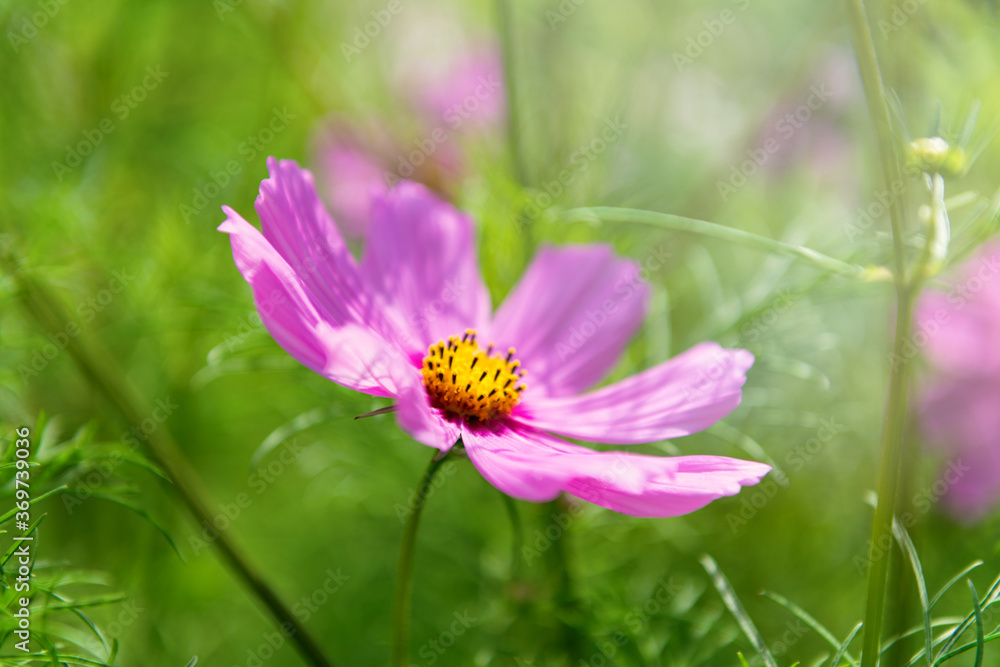 Fresh Delicate Pink and White Cosmos Flowers Fresh Delicate Pink and White Cosmos Flowers