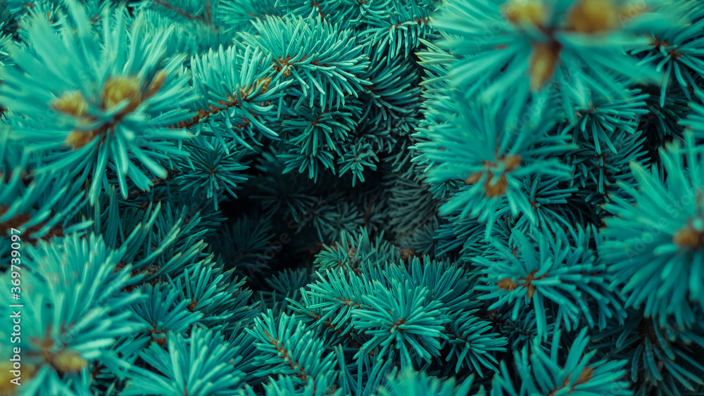 The branches of the blue spruce close-up, fir-tree background. Flat lay. Nature concept. Pine tree wallpaper. Copy space. The branches of the blue spruce close-up, fir-tree background. Flat lay. Nature concept. Pine tree wallpaper. Copy space.