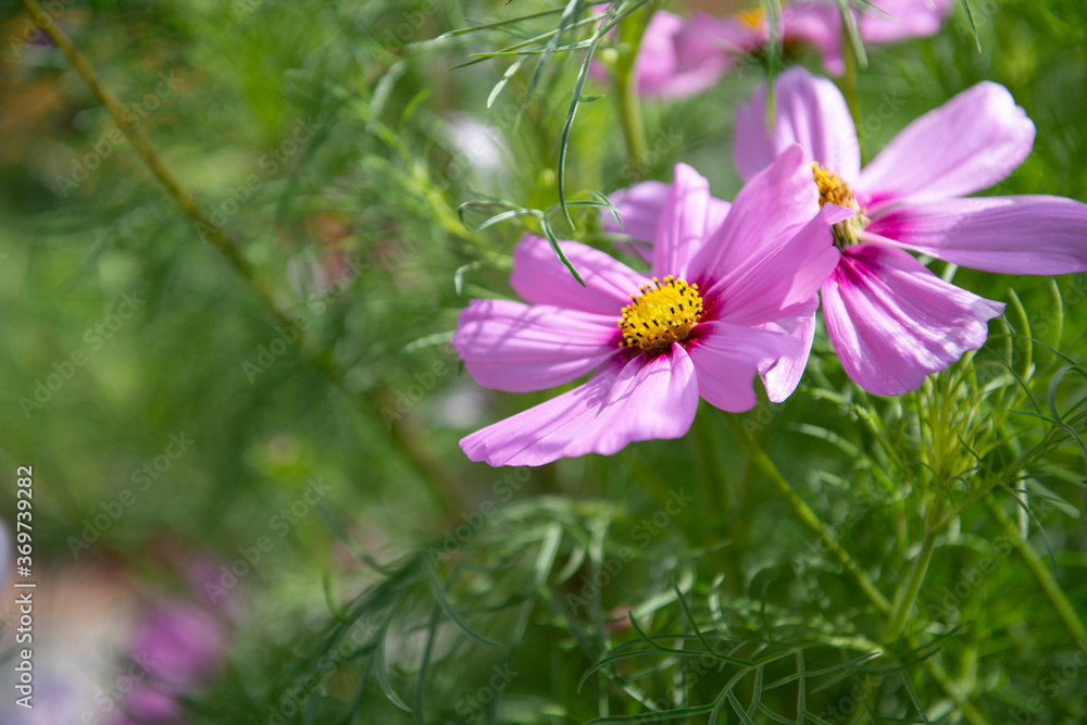 Fresh Delicate Pink and White Cosmos Flowers Fresh Delicate Pink and White Cosmos Flowers