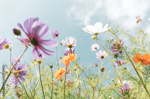 Fresh Delicate Pink and White Cosmos Flowers © Anna Hoychuk