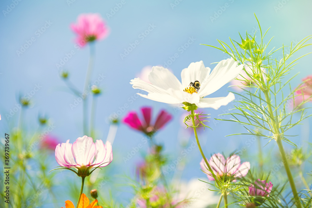 Fresh Delicate Pink and White Cosmos Flowers Fresh Delicate Pink and White Cosmos Flowers