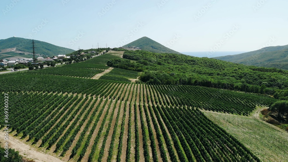 Aerial shot of large vineyard fields among the mountains. A beautiful footage of fields of rural culture for the production of wine. Blue sky with clouds over agriculture.