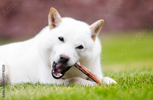 Fotografie hokkaido dog chewing food antler