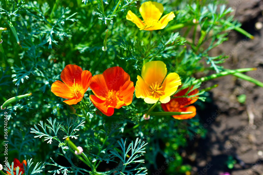 Red and yellow flowers Eshsholtsiya greenery in the garden Red and yellow flowers Eshsholtsiya greenery in the garden