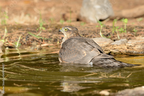  gavilán común bebiendo y bañándose en la charca del parque (Accipiter nisus) Ojén Andalucía España 