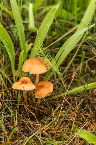 Edible mushroom (Marasmius oreades) in the meadow. Scotch bonnet. Fairy ring mushroom. Collecting mushrooms.