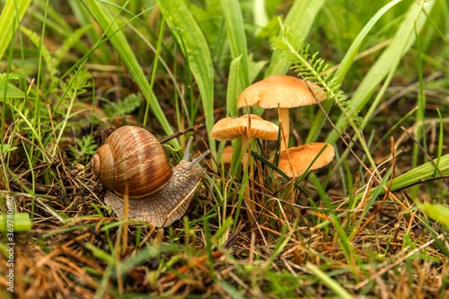 a small snail of a small mushroom, Edible mushroom (Marasmius oreades) in the meadow.  Roman Snail - Helix pomatia.  Edible snail or escargot.