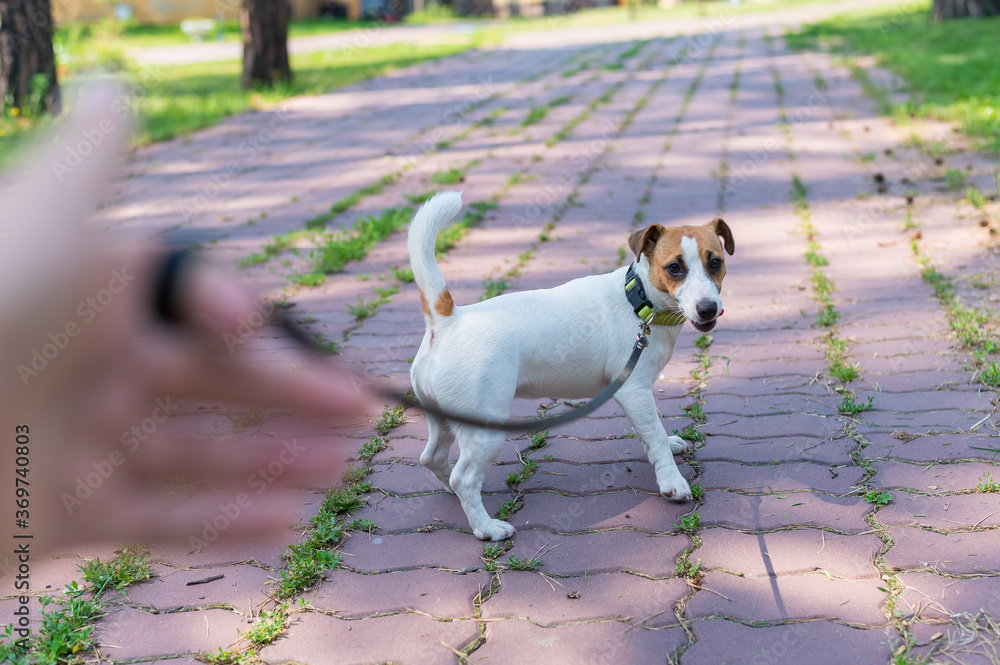 The dog pulls on its owner's leash. A man walks with a Jack Russell Terrier.