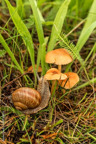 a small snail of a small mushroom, Edible mushroom (Marasmius oreades) in the meadow. Roman Snail - Helix pomatia. Edible snail or escargot.