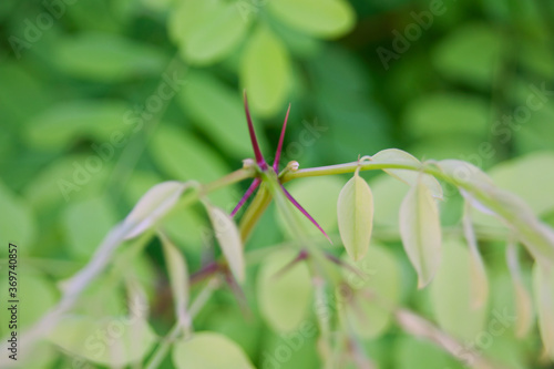 the leaves of a robinia with thorns © AdobeTim82
