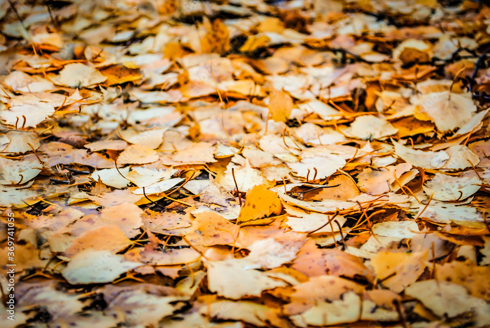 defocus background of autumn fallen leaves defocus background of autumn fallen leaves