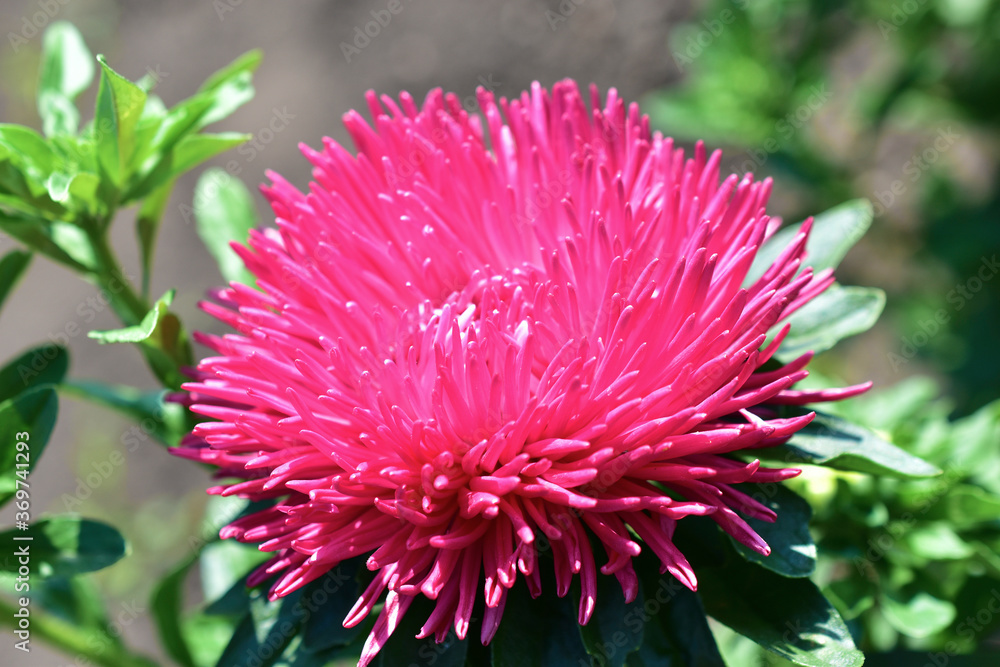 White and red Aster flowers in the garden in the greenery White and red Aster flowers in the garden in the greenery