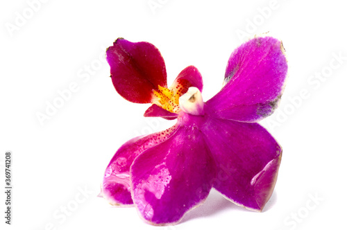 Elegant pink orchid  Phalaenopsis orchid flower   isolated on a background