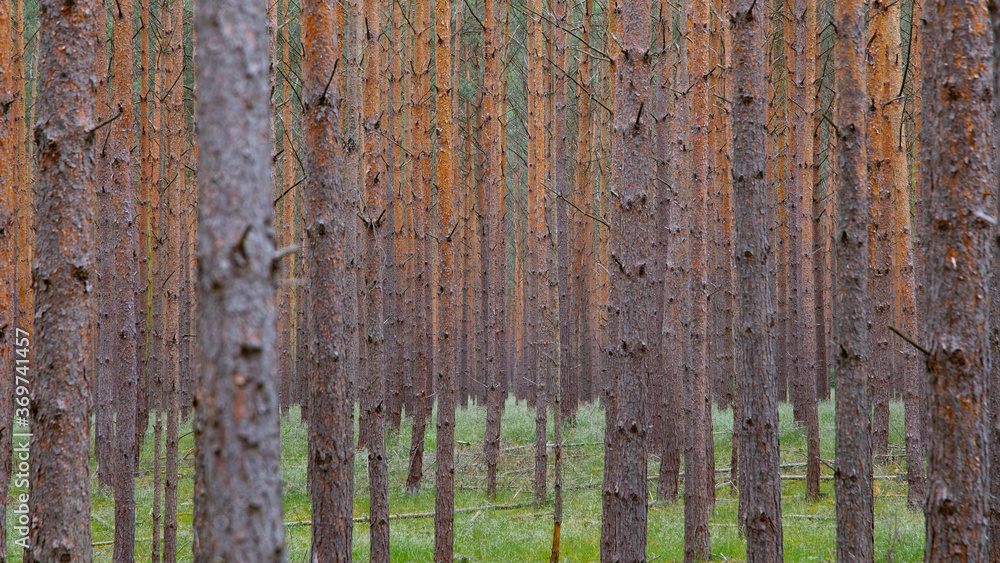 Fototapeta premium Waldkiefern (Pinus sylvestris) Müritz, Deutschland, Europa