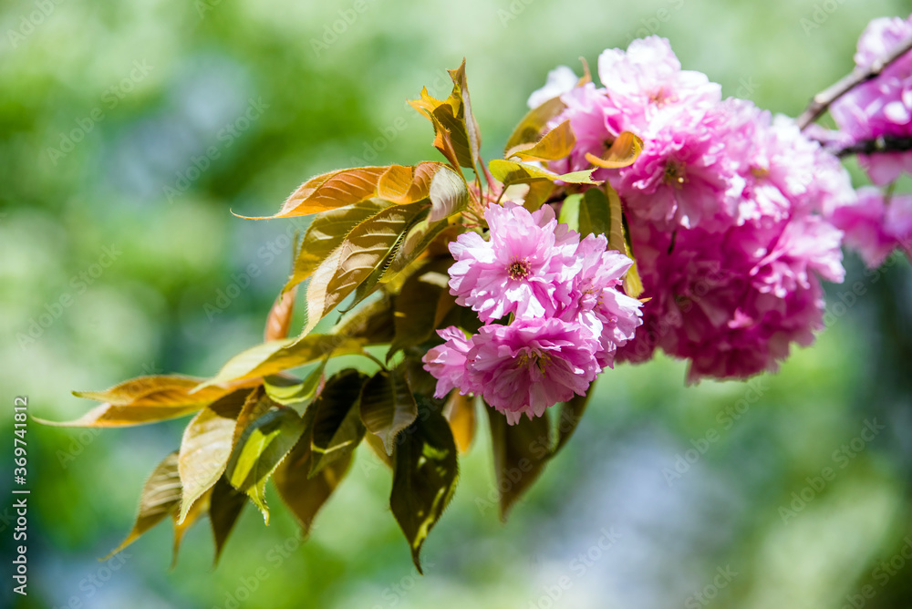 Japanese cherry blossoms on a green natural background
Japanese cherry blossoms on a green natural background