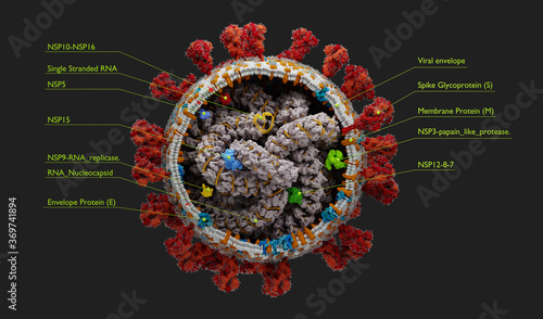 Corona virus - sars-cov-2 scientific illustration with proper caption