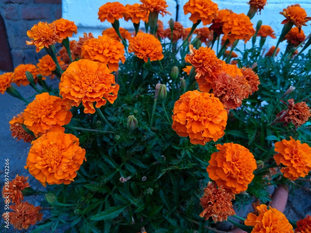 Obraz premium Summer landscape, orange flowers in the garden
