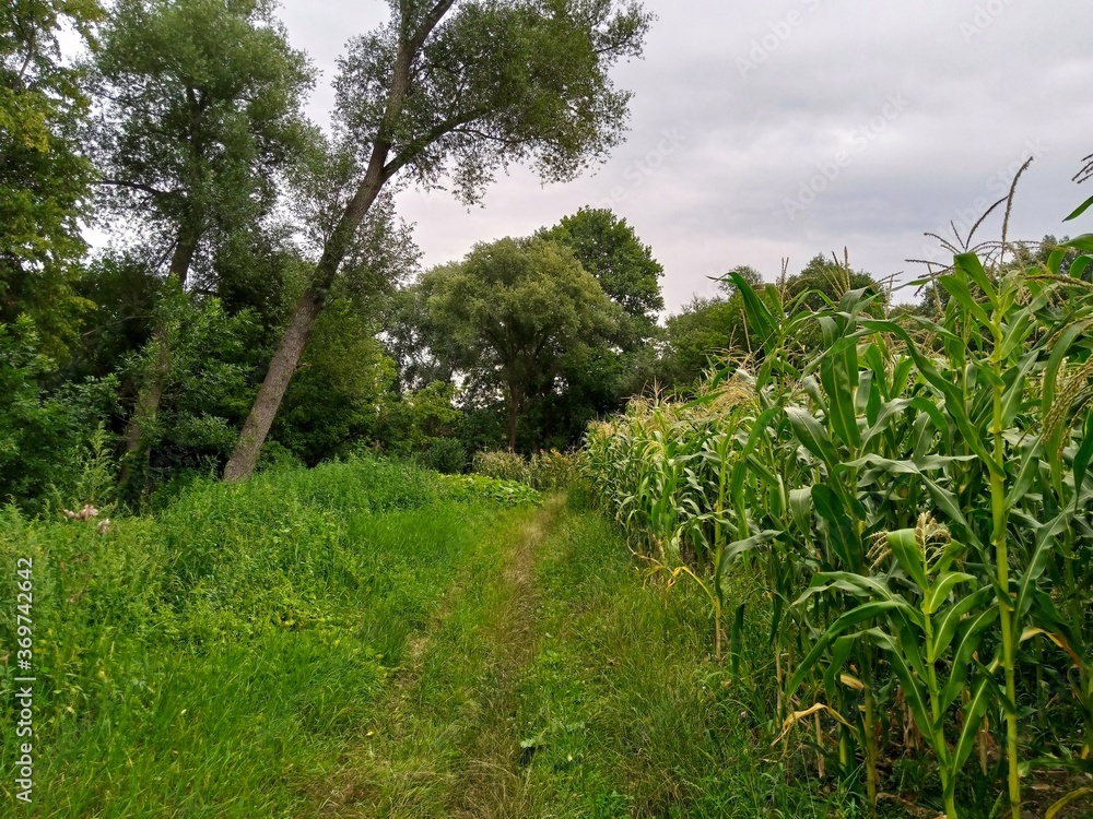 Summer landscape, footpath in the forest, corn field in the summer Summer landscape, footpath in the forest, corn field in the summer