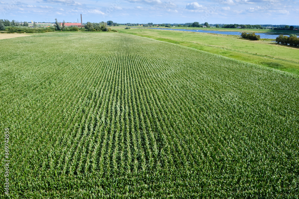 Aerial view of green corn field used as fodder in typical dutch river landscape with the river Rhine in the background. the Netherlands Aerial view of green corn field used as fodder in typical dutch river landscape with the river Rhine in the background. the Netherlands
