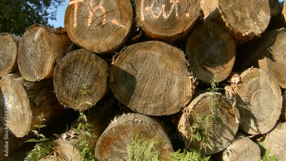 Tree trunks prepared for transport, close up Tree trunks prepared for transport, close up