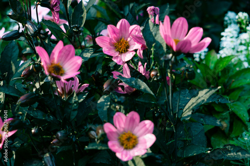 Pink flowers in the park