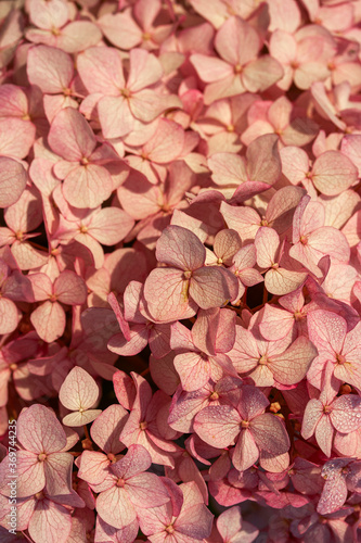 Fototapeta Naklejka Na Ścianę i Meble -   Soft pastel tender floral natural background from pink flowers