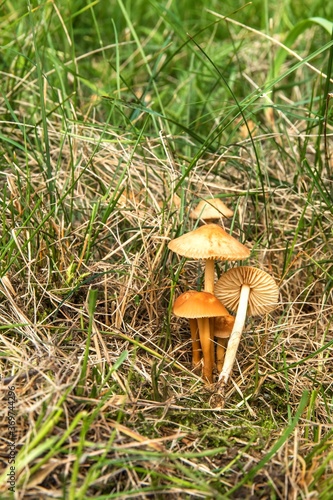 Edible mushroom (Marasmius oreades) in the meadow.  Scotch bonnet. Fairy ring mushroom. Collecting mushrooms. photo