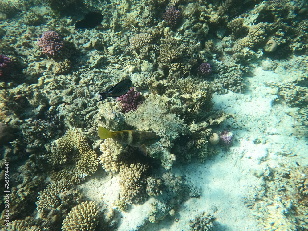Fototapeta premium Reef with lots of colorful corals and lots of fish in clear blue water in the Red Sea near Hurgharda, Egypt