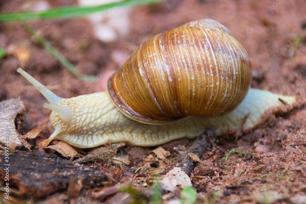 a vineyard snail on the way through the forest a vineyard snail on the way through the forest
