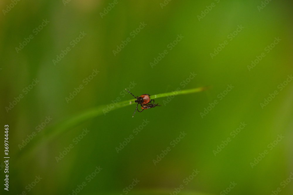 Ixodes ricinus (Tique du mouton) 01