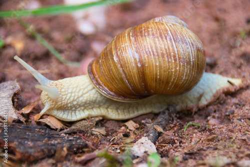 a vineyard snail on the way through the forest